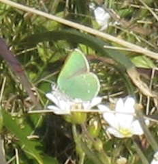 Callophrys viridis