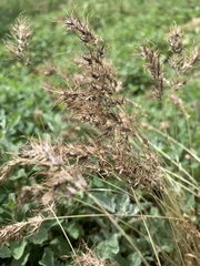 Poa bulbosa vivipara