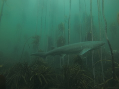 Notorynchus cepedianus