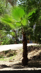 Washingtonia robusta
