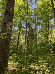 Setophaga caerulescens