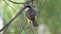 Pitangus sulphuratus