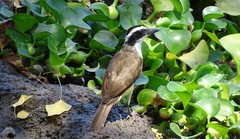 Pitangus sulphuratus