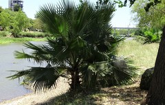 Washingtonia robusta