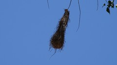 Cassiculus melanicterus