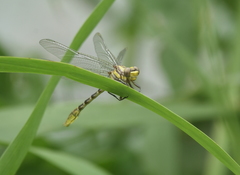 Phanogomphus militaris
