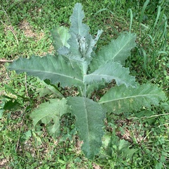 Onopordum acanthium