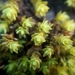 Blunt-leaved Bristle Moss - Photo (c) Jeremy Barker, some rights reserved (CC BY-NC), uploaded by Jeremy Barker