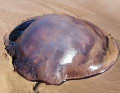Rhizostomatoidea