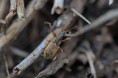 Phyllobius contemptus