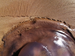 Rhizostomatoidea