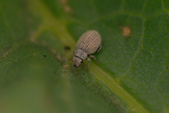 Foucartia squamulata