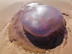 Rhizostomatoidea