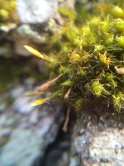 Ulota bruchii