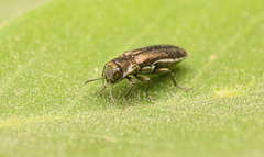 Agrilus politus