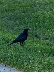 Euphagus cyanocephalus