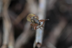 Phyllobius contemptus