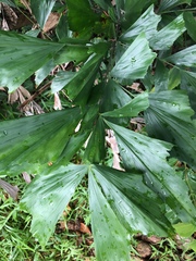 Caryota mitis