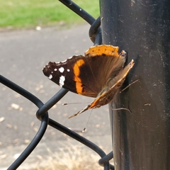 Vanessa atalanta