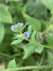 Asperugo procumbens
