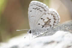 Celastrina asheri
