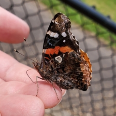 Vanessa atalanta