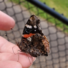 Vanessa atalanta