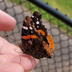 Vanessa atalanta