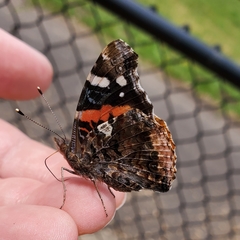 Vanessa atalanta