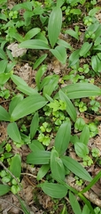 Clintonia borealis