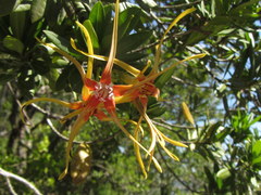 Strophanthus speciosus