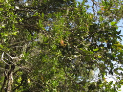 Strophanthus speciosus