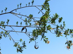 Strophanthus speciosus