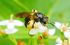 Andrena integra