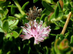 Diastella divaricata divaricata