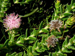 Diastella divaricata divaricata