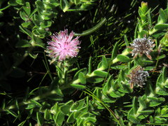 Diastella divaricata divaricata