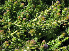 Diastella divaricata divaricata