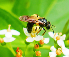 Andrena integra