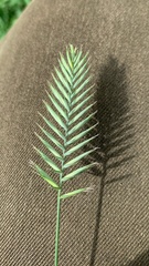 Agropyron cristatum