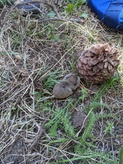 Thomomys monticola