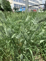 Agropyron cristatum