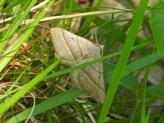 Scotopteryx