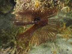 Branchiomma luctuosum