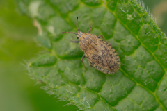 Tingis pilosa