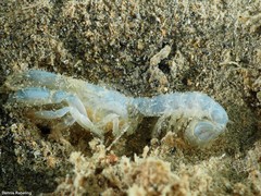 Gilvossius tyrrhenus