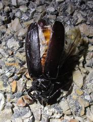 Archodontes melanopus