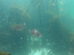 Chrysoblephus laticeps