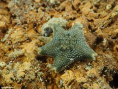 Asterina gibbosa