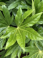 Fatsia